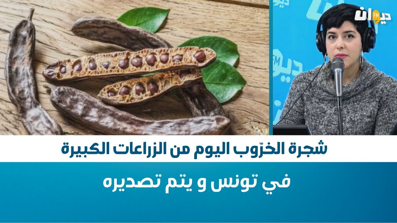 شجرة الخرّوب اليوم من الزراعات الكبيرة في تونس و يتم تصديره