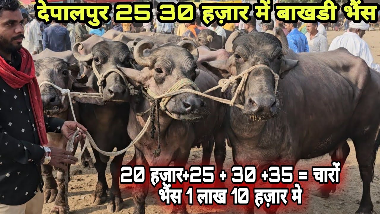 #देपालपुर इंदौर depalpur mp भैंस mandi #बाखडी bhains की कीमत #गाबन भैंस की कीमत