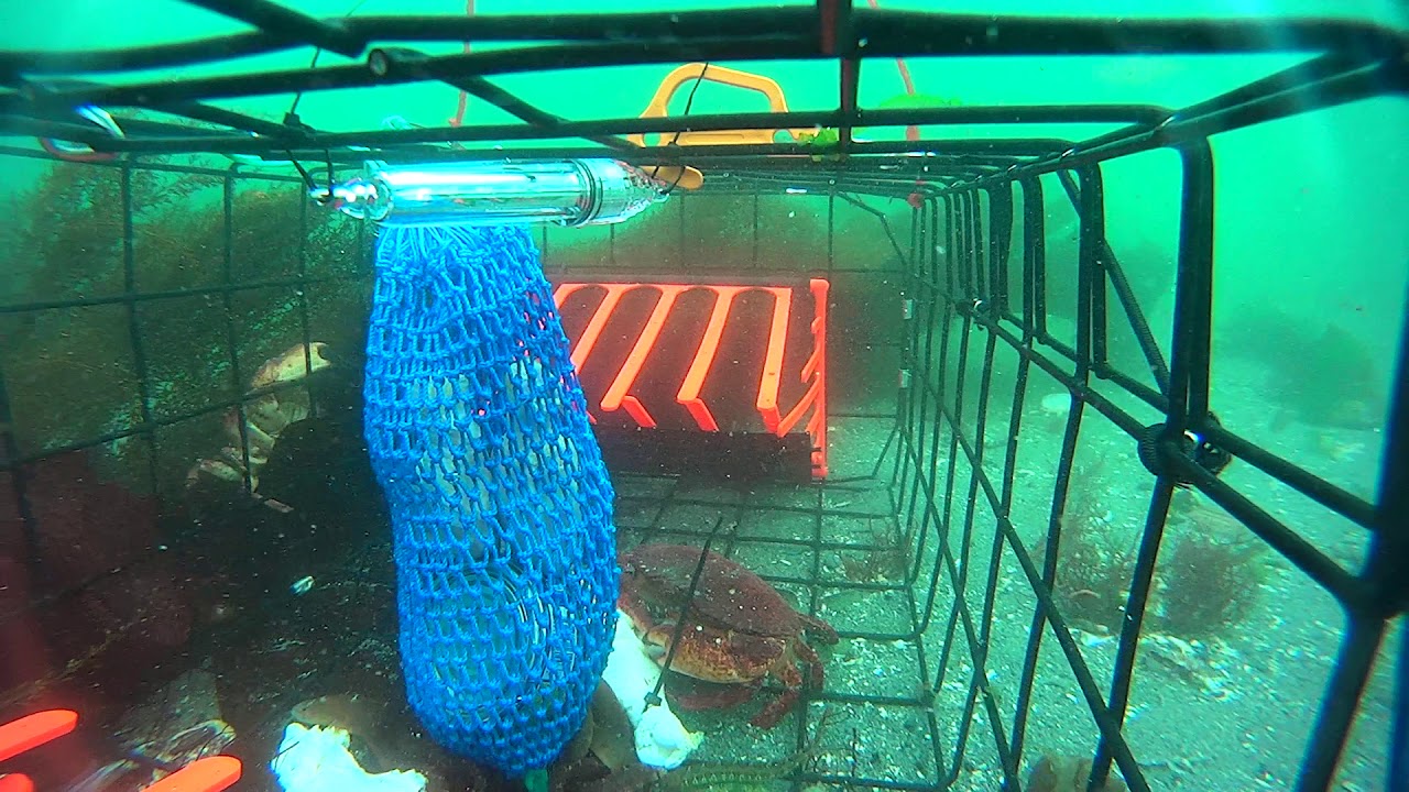 Mukilteo pier crabbing 7/12/19