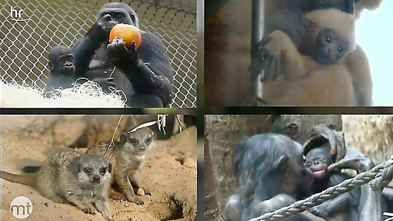 Baby-Boom im Frankfurter Zoo | maintower