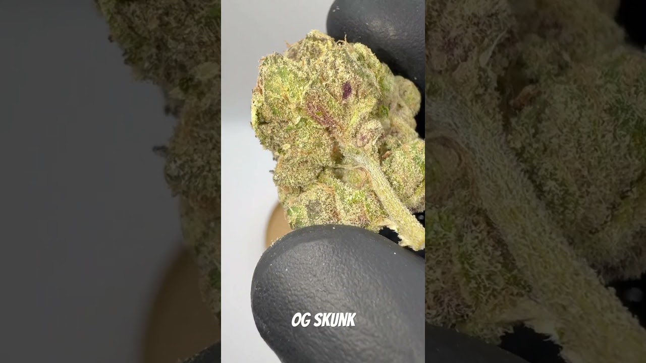 OG Skunk (Brave farmer)                        #zaza #420 #smoker