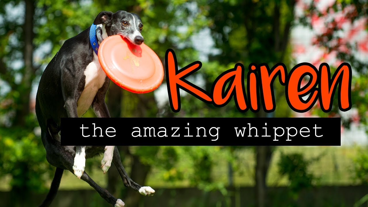 Kairen, the amazing whippet - tricks, agility, frisbee
