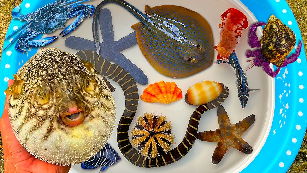 Tangkap ikan buntal dan kerang, kelomang, ikan pari, ikan hias, gurita, ikan laut, kepiting, belut