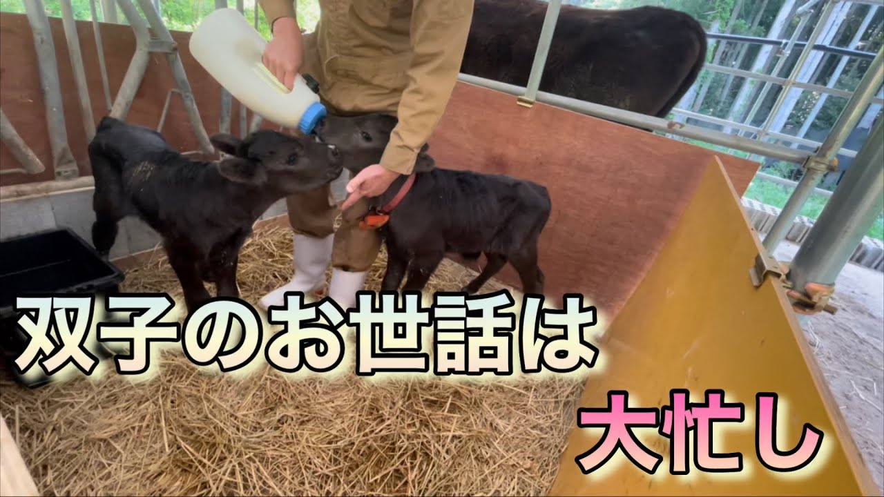 双子のお世話は大変