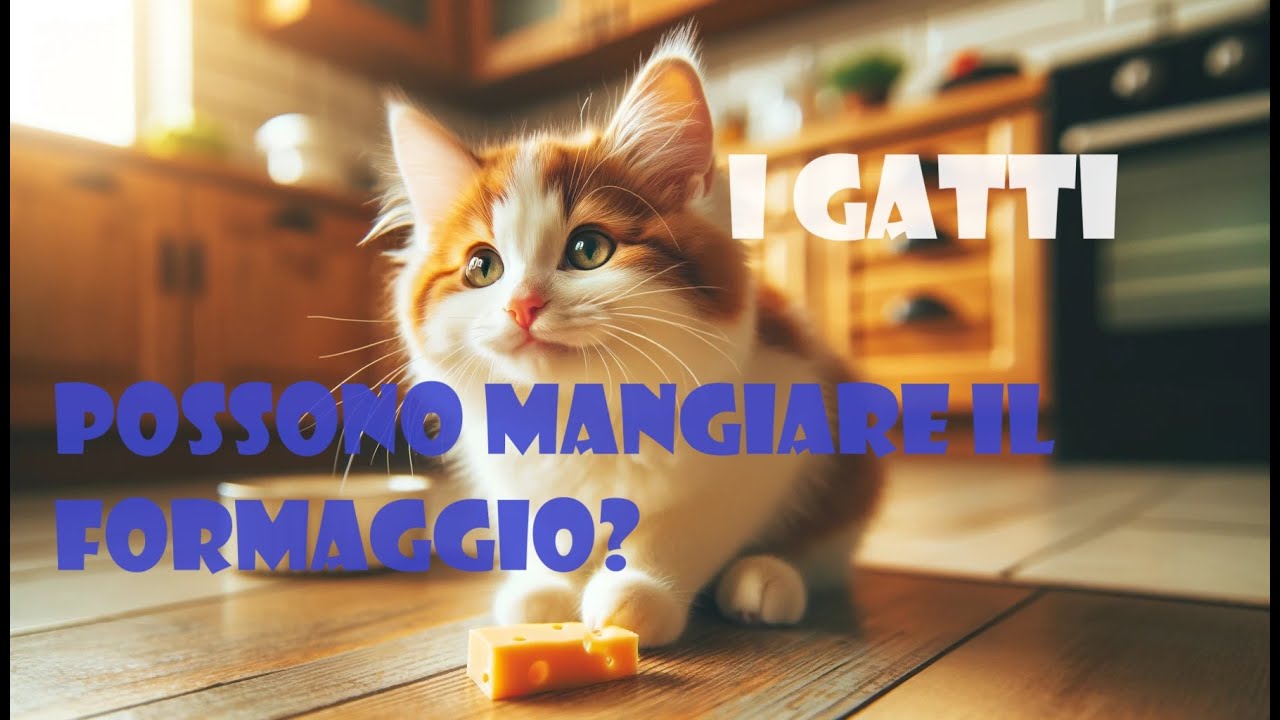 I gatti possono mangiare il formaggio?