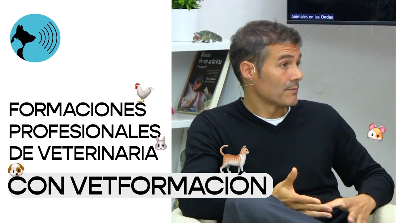 ¿Cuál es la mejor formación para ser auxiliar veterinario?  | Con Estanis Simon