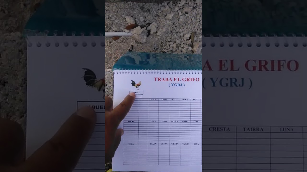 con mi pequeño libro para llevar mi casta de gallo finos