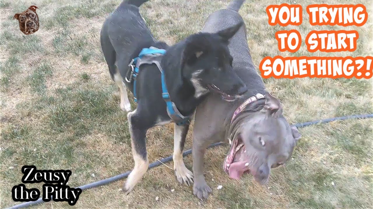 Pitbull Play Fighting With Shepherd! So Cute Together