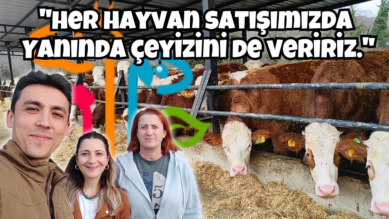 Batı Karadeniz'in Tek Ari Simental Çiftliği - ALİPAPİLA ÇİFTLİĞİ