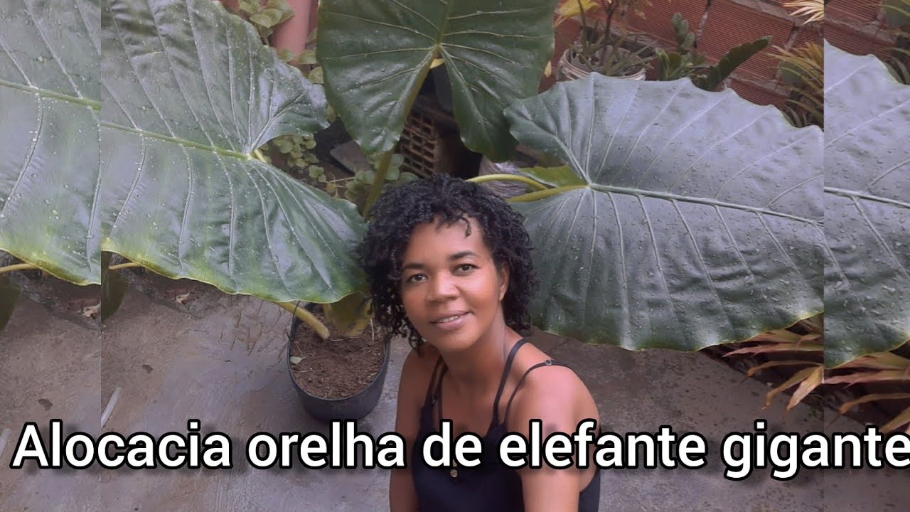 Alocasia orelha-de-elefante-gigante @lennysilva4c