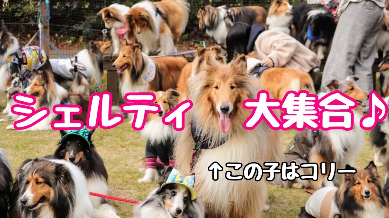 レイとカリンはどこ？総勢80匹のシェルティが大集合♪ We met lots of shelties in offline gathering