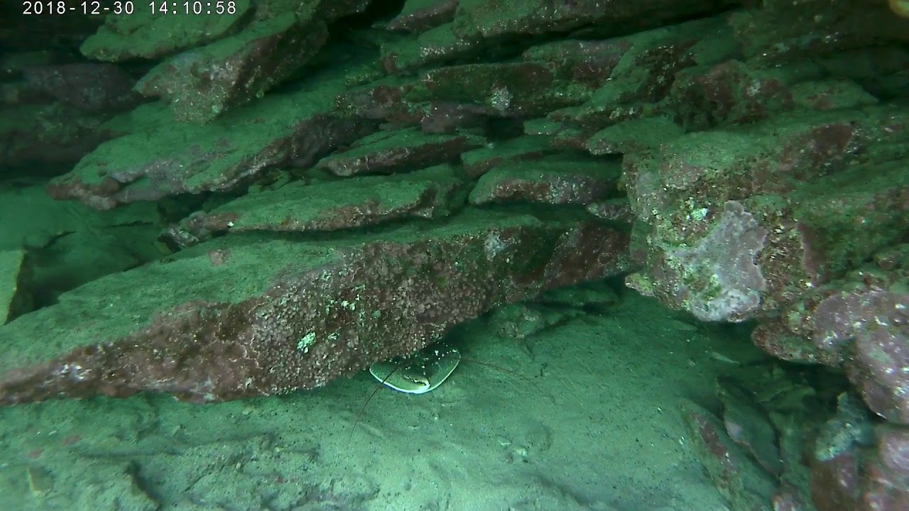 Mergulho no Cabo Raso, lavagante e santola