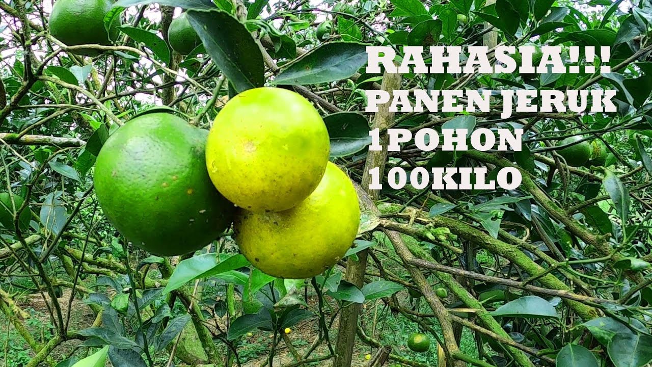 RAHASIA PERAWATAN BUAH JERUK HINGGA PANEN SEMPURNA !!!!