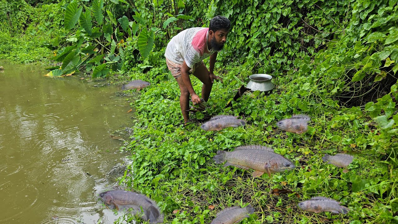 বৃষ্টিতে এরকম কৈ মাছ উঠা আর দেখিনি। বৃষ্টির দিনে মাছ ধরা। Fishing in rainy season। Village fishing