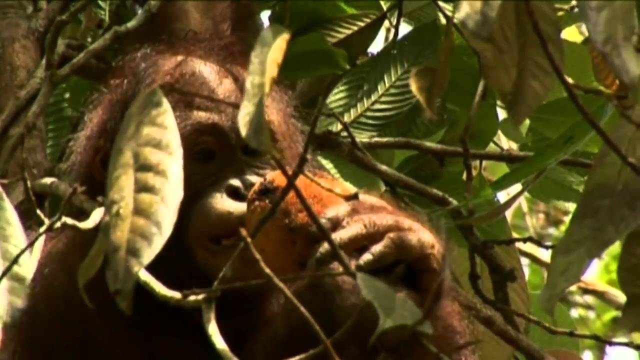 The Orangutan Rescue Station Part 4/5