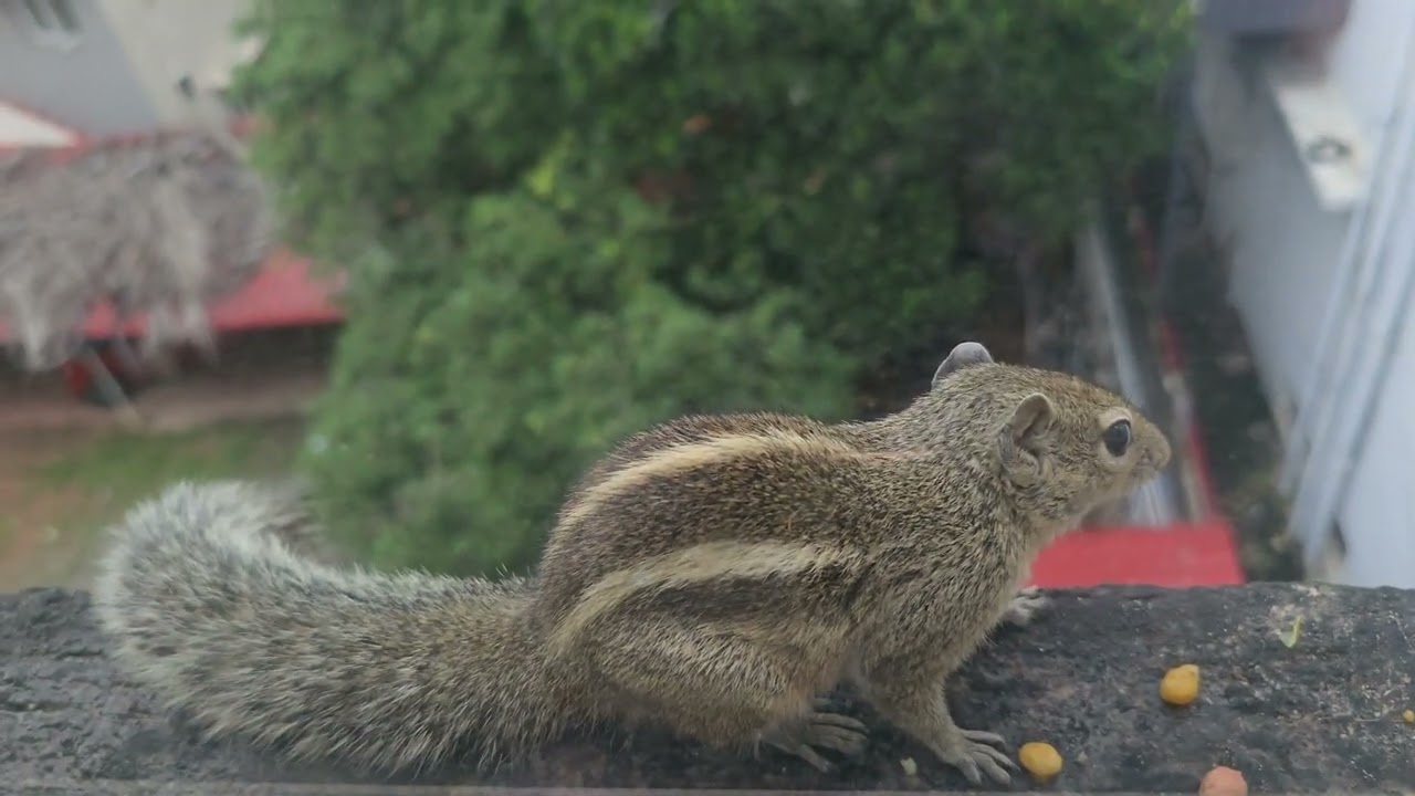 #squirrel Yummy yummy 😋 #squirrel 