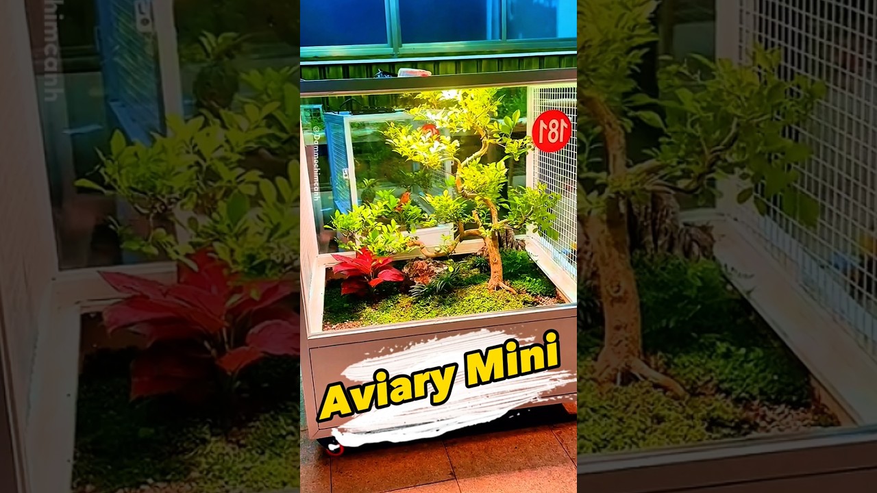 inspirasi Aviary Mini super keren #aviarybirds #aviarymini