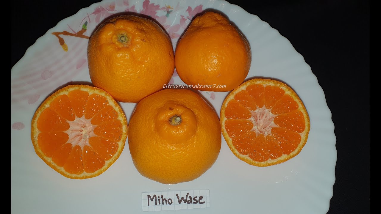 Citrus Miho Wase satsuma mandarin ( Михо васе мандарин )