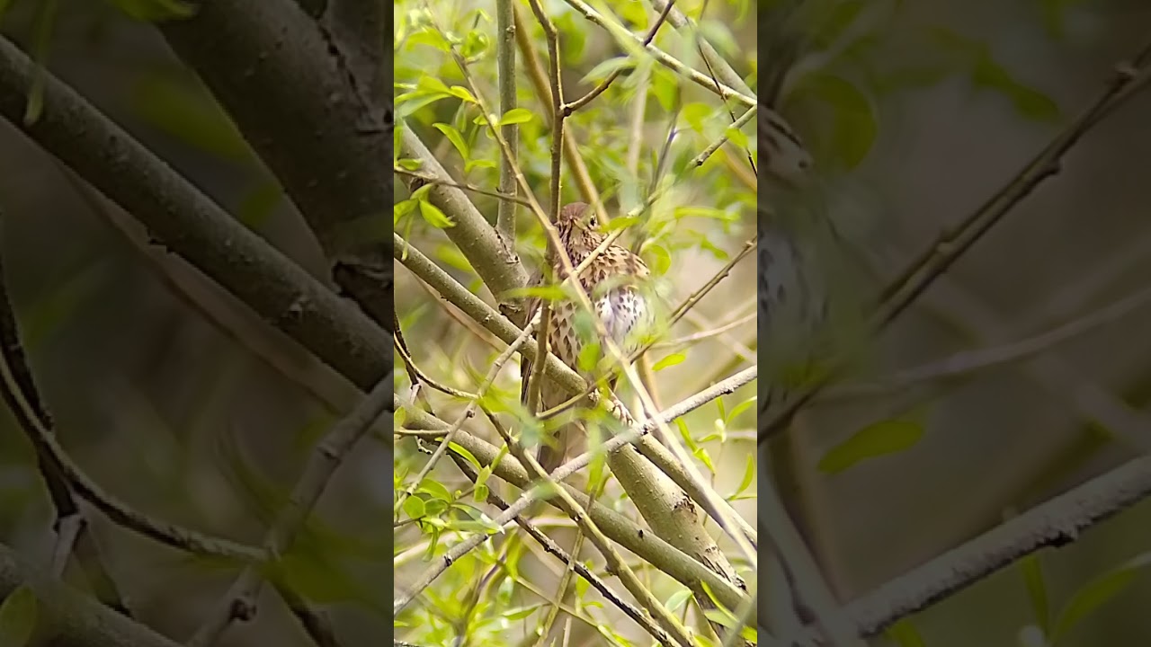 phonescoped song thrush hawke endurance 65 scope.