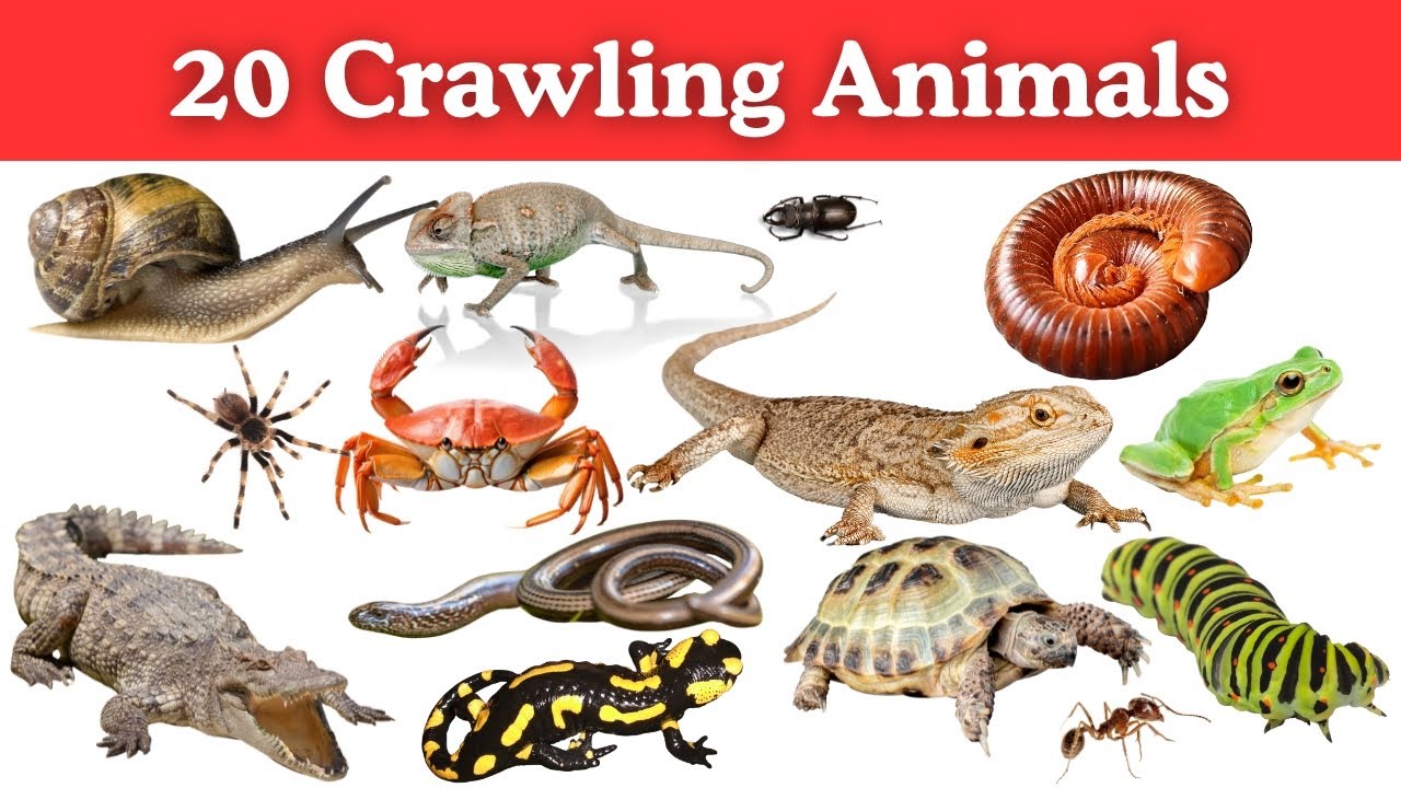 30 Crawling Animals for Kids | Animals That Crawl Names & Pictures | Learning Video for Children