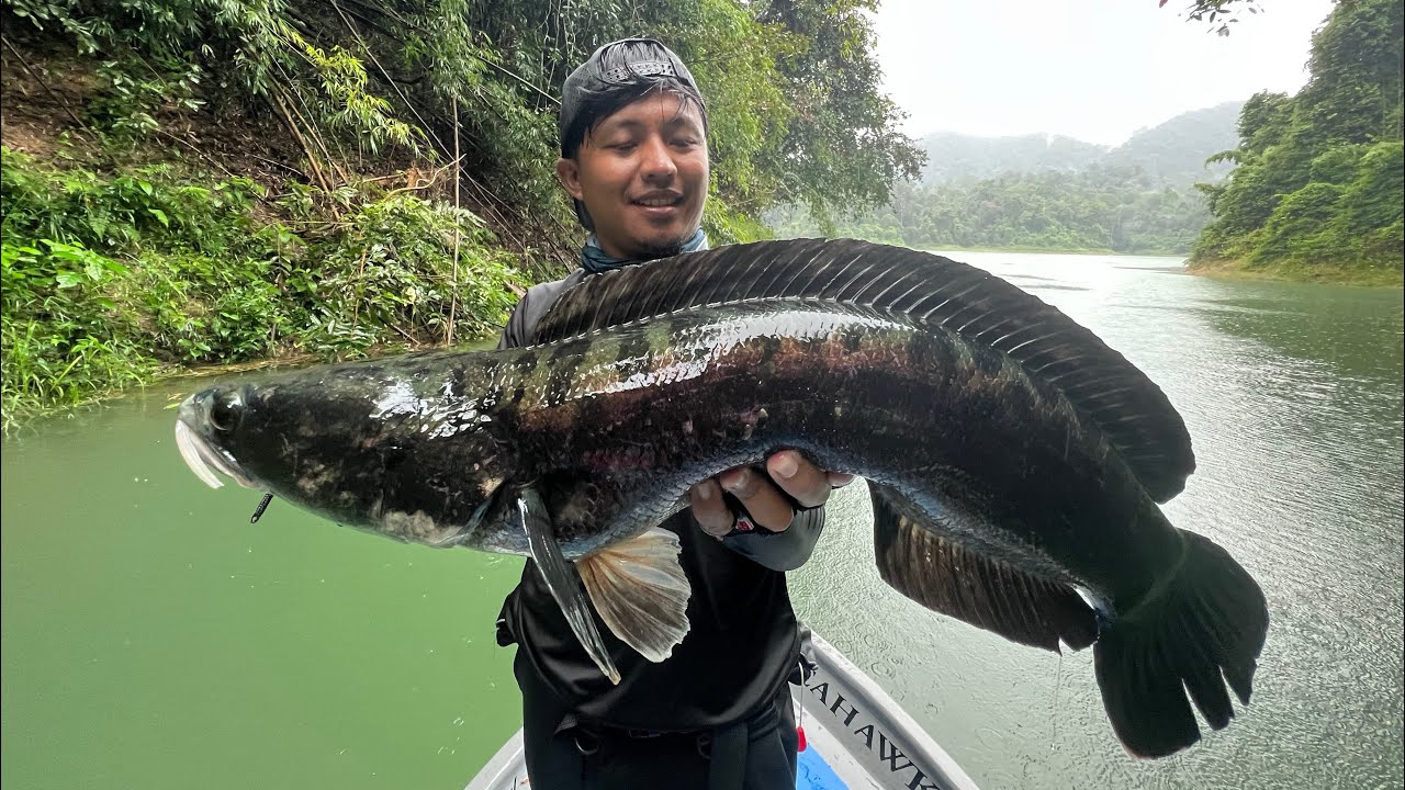 Toman Top Water Tasik Pedu