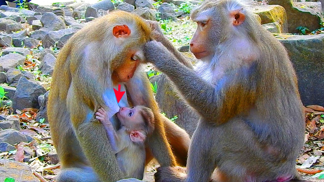 Oh God! Luna is uncomfortable breastfeed newborn Levy, Levy breastfeeds from Luna coz mom reject him