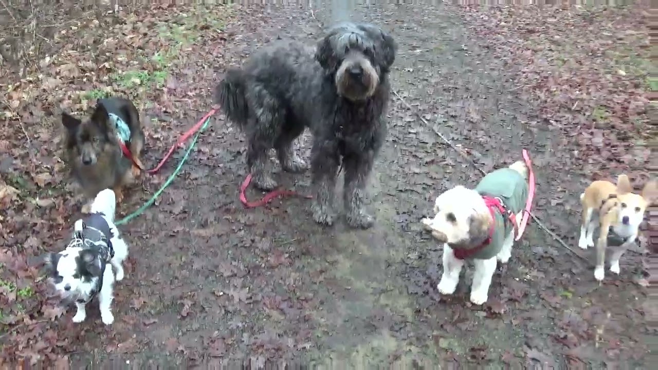 🐾  Letzte QuintettRunde in diesem Jahr  🐾