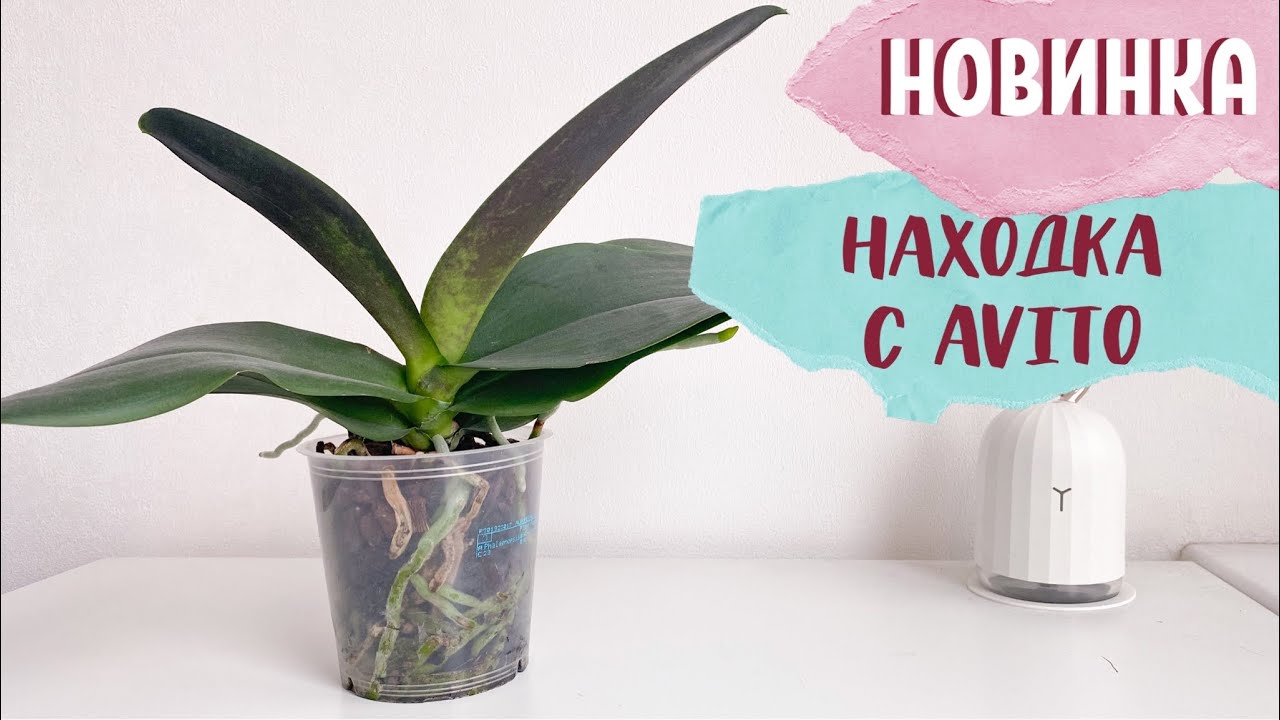 НЕ ПОВЕРИЛА СВОИМ ГЛАЗАМ. Находка с Avito.