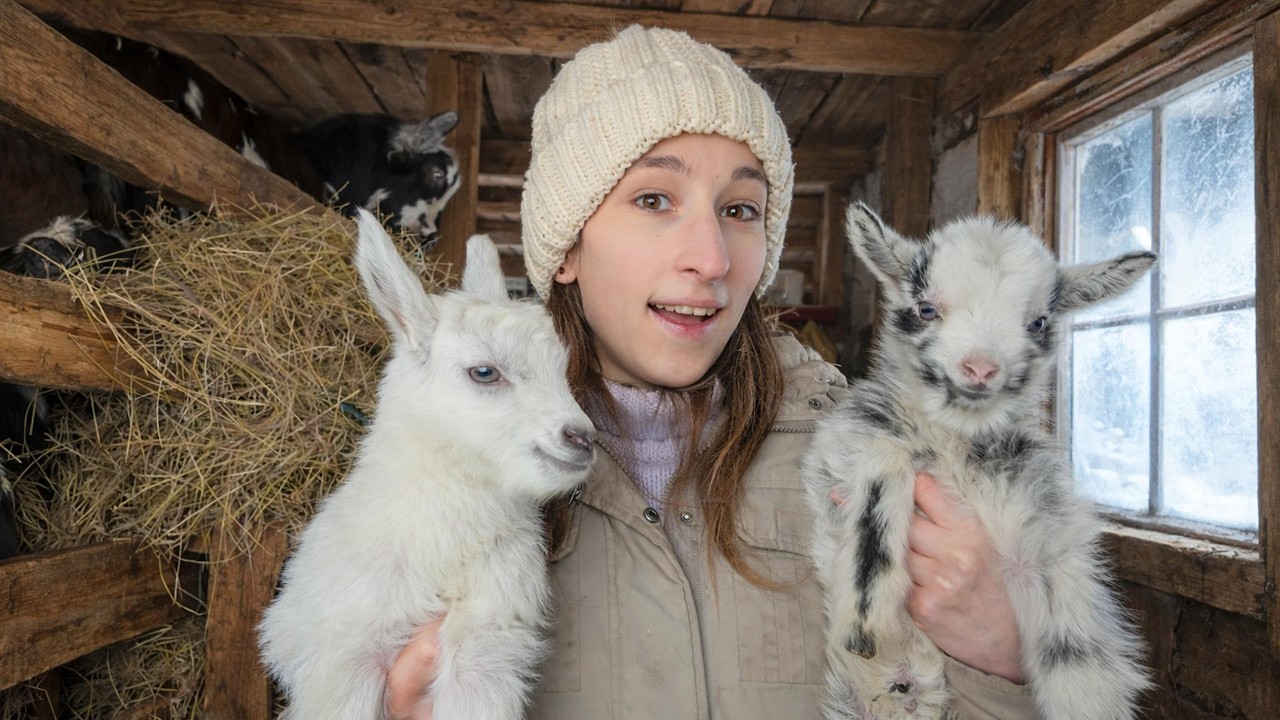 We Didn’t Expect This… Goat Babies Born in -25°C!