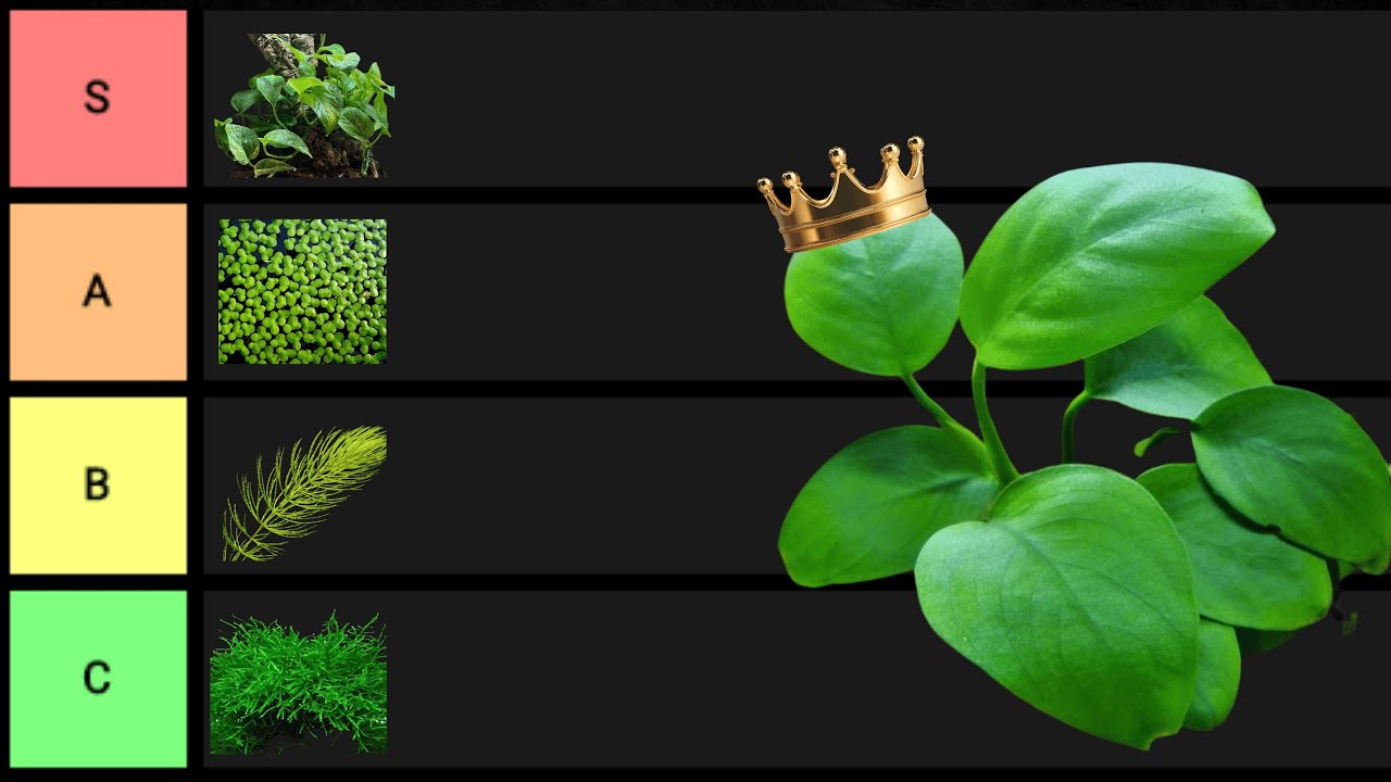 As MELHORES plantas para manter seu aquário limpo!