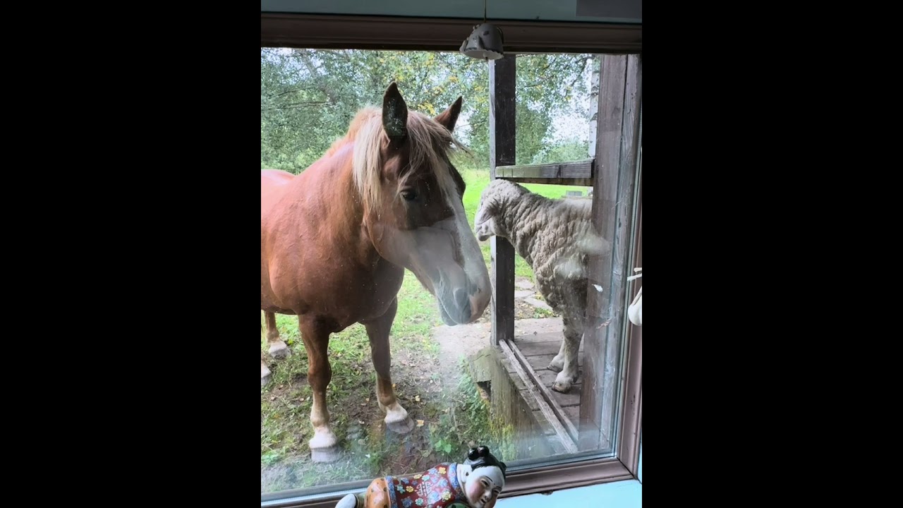 Fanny Horses 🐴 #horses #donkey #cavalo #burro #amor #kuda #घोड़ा #nature #wildlife #horselove #life 