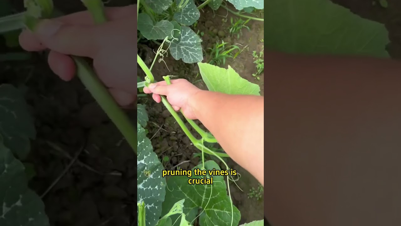 How to prune pumpkin plants to increase yield #garden #planting #pumpkin #farming