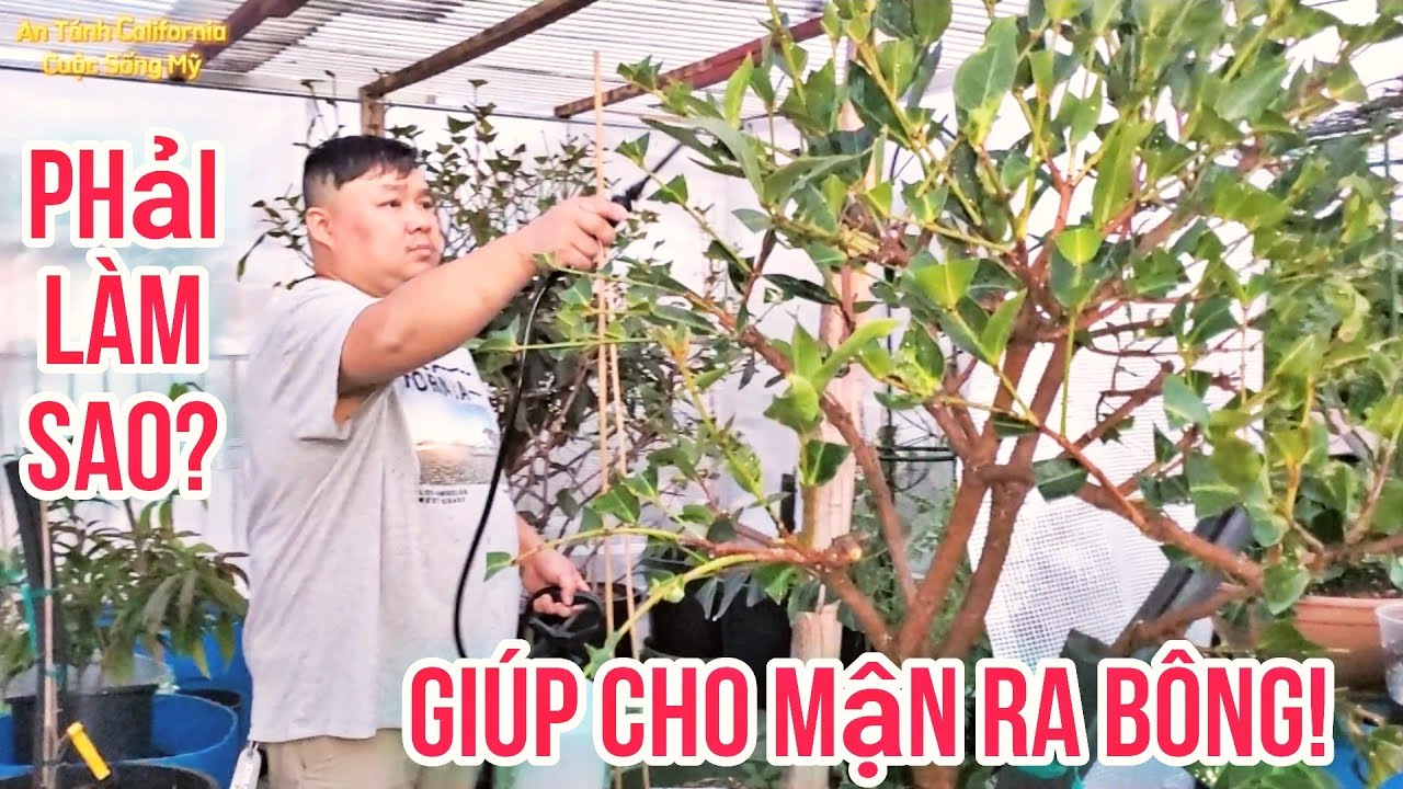 Chia sẻ cắt Tỉa cây Mận và Xịt Phân Kích thích Cho Mận ra Bông