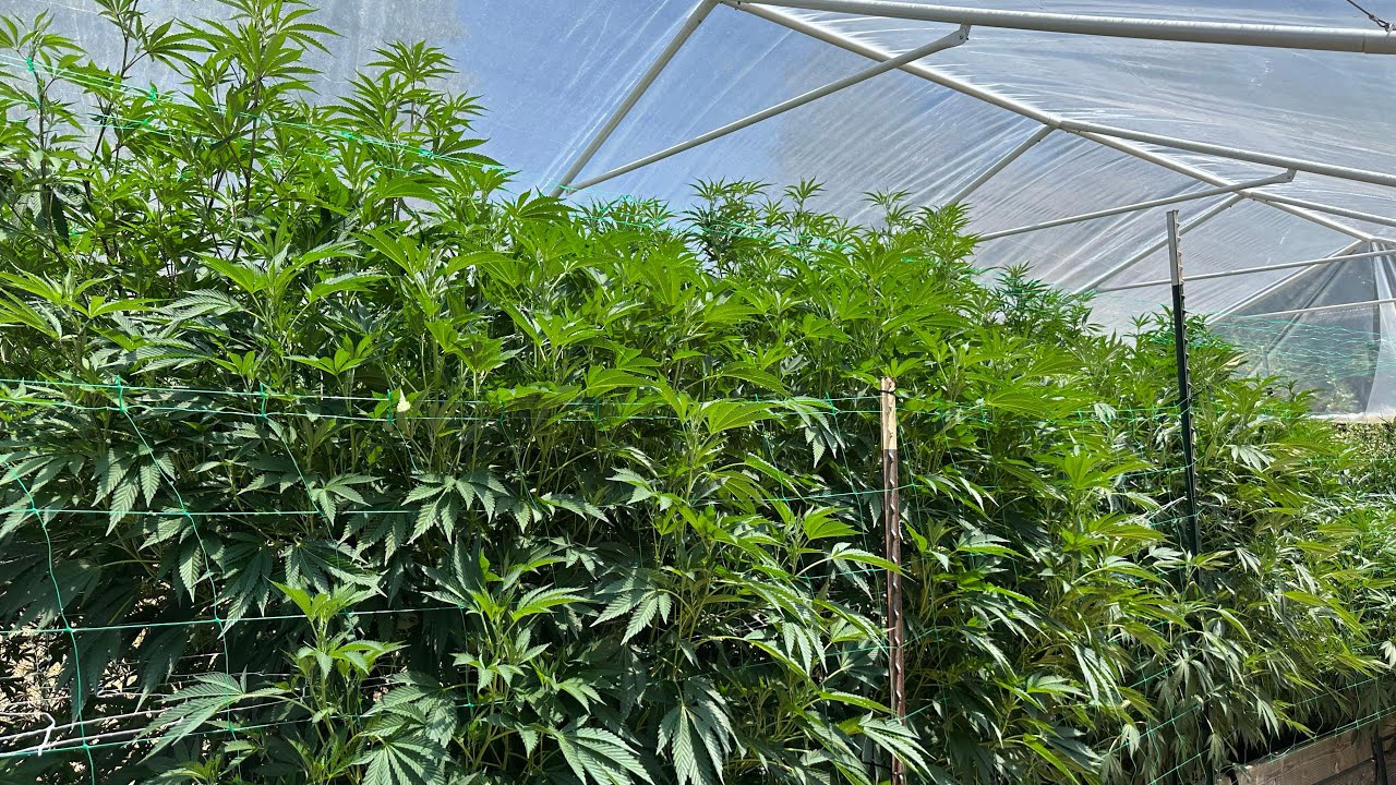 Organic Northern California outdoor grow 2025 