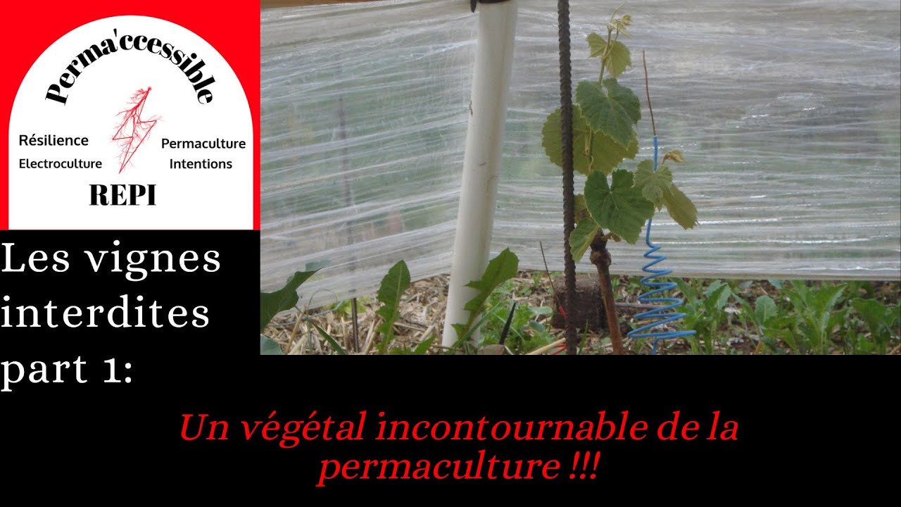 Les vignes interdites