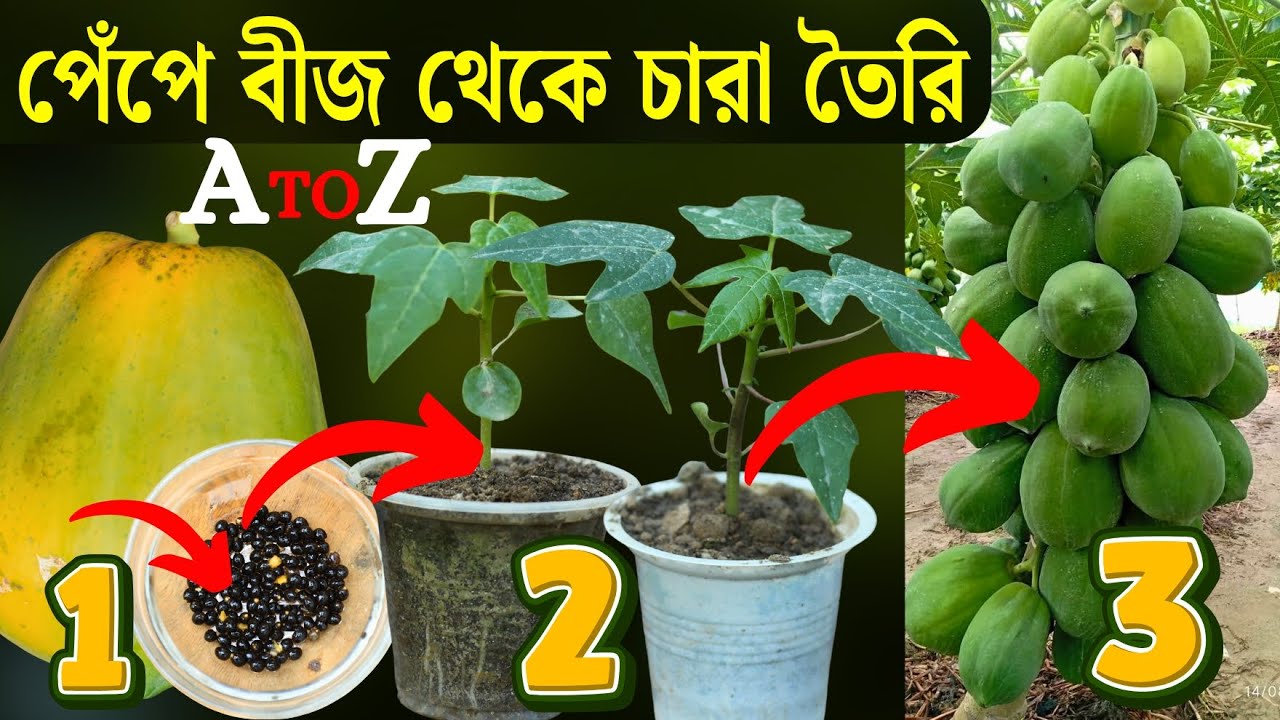 পেপে বীজ থেকে চারা তৈরি পদ্ধতি A to Z | Papaya Plant Care | Agro Tips