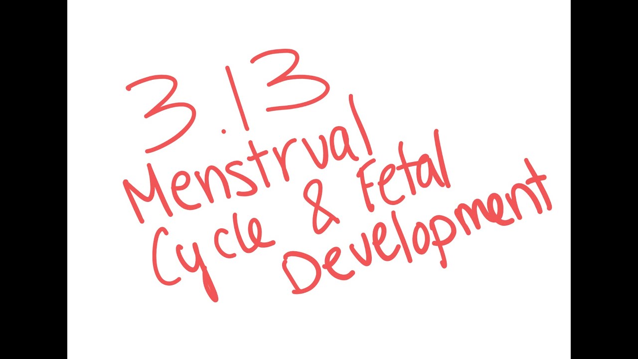 3 13 Menstrual Cycle and Fetal Development