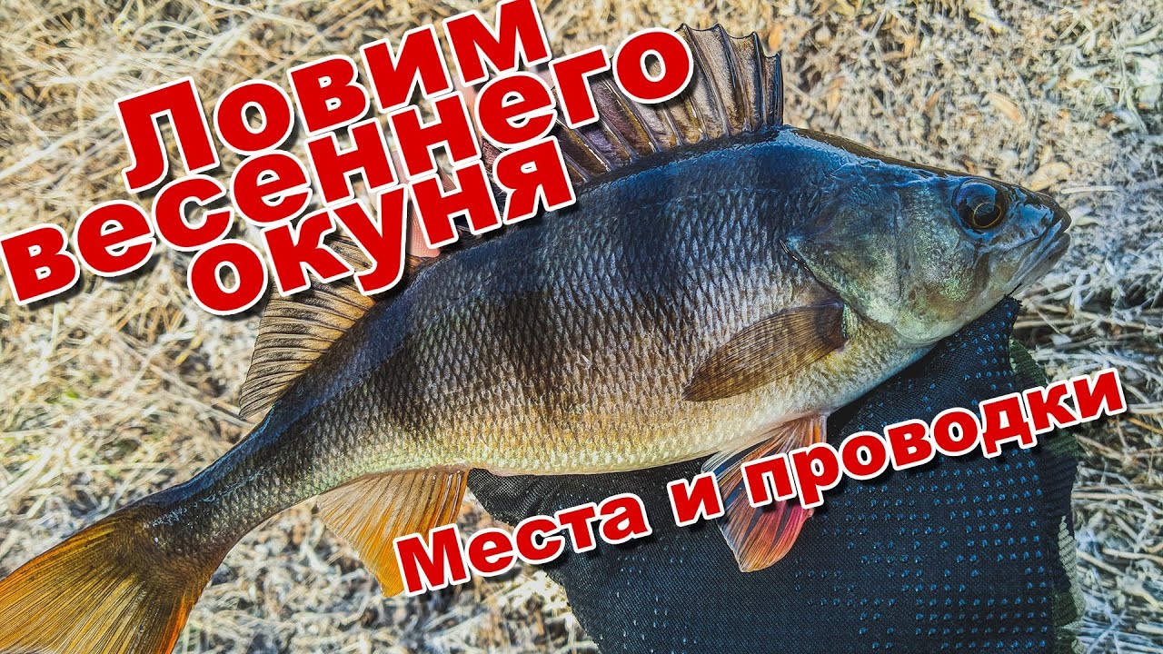 Как ловить окуня и щуку ранней весной | Ищу стоянку крупного окуня | Как выбирать места для рыбалки