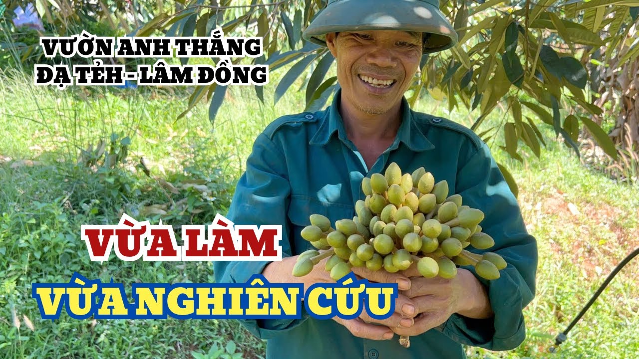 TỶ LỆ VÀO PHÂN CHO CƠI ĐỌT THEO BÔNG - VƯỜN ANH THẮNG ĐẠ TẺH, LÂM ĐỒNG