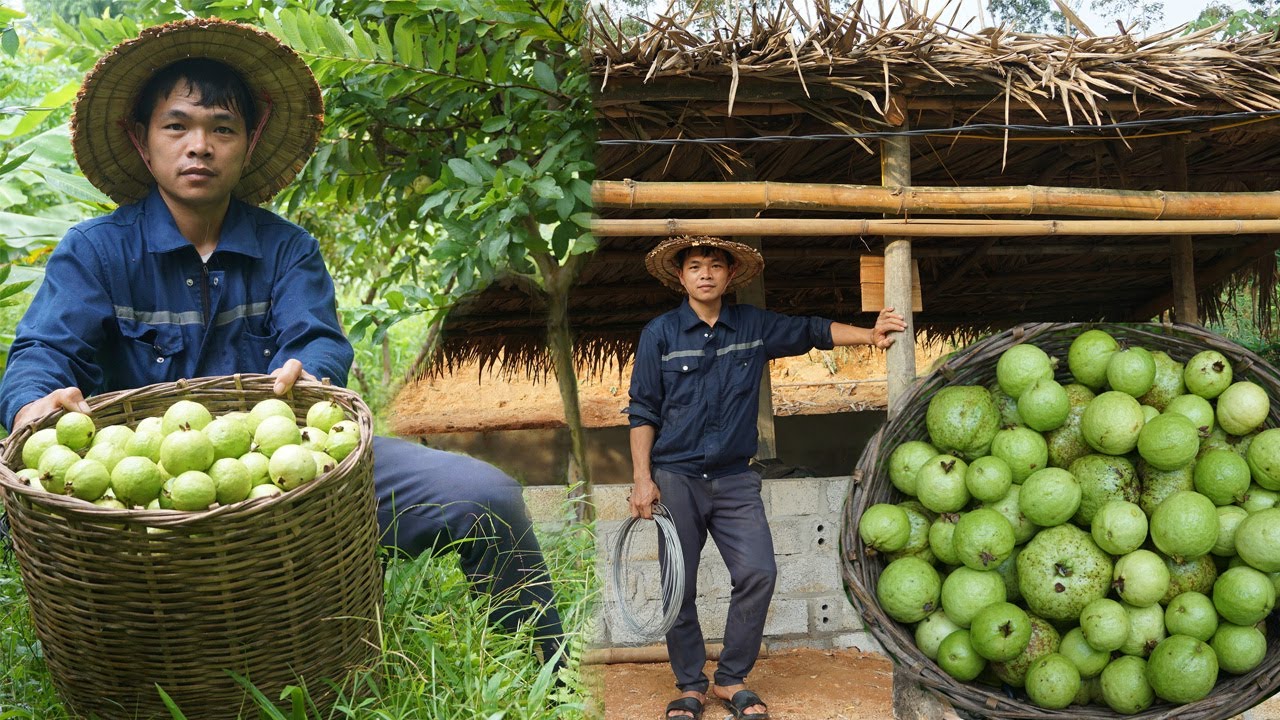 Taking care of pigs, harvesting guavas, I returned to the farm to expand livestock production