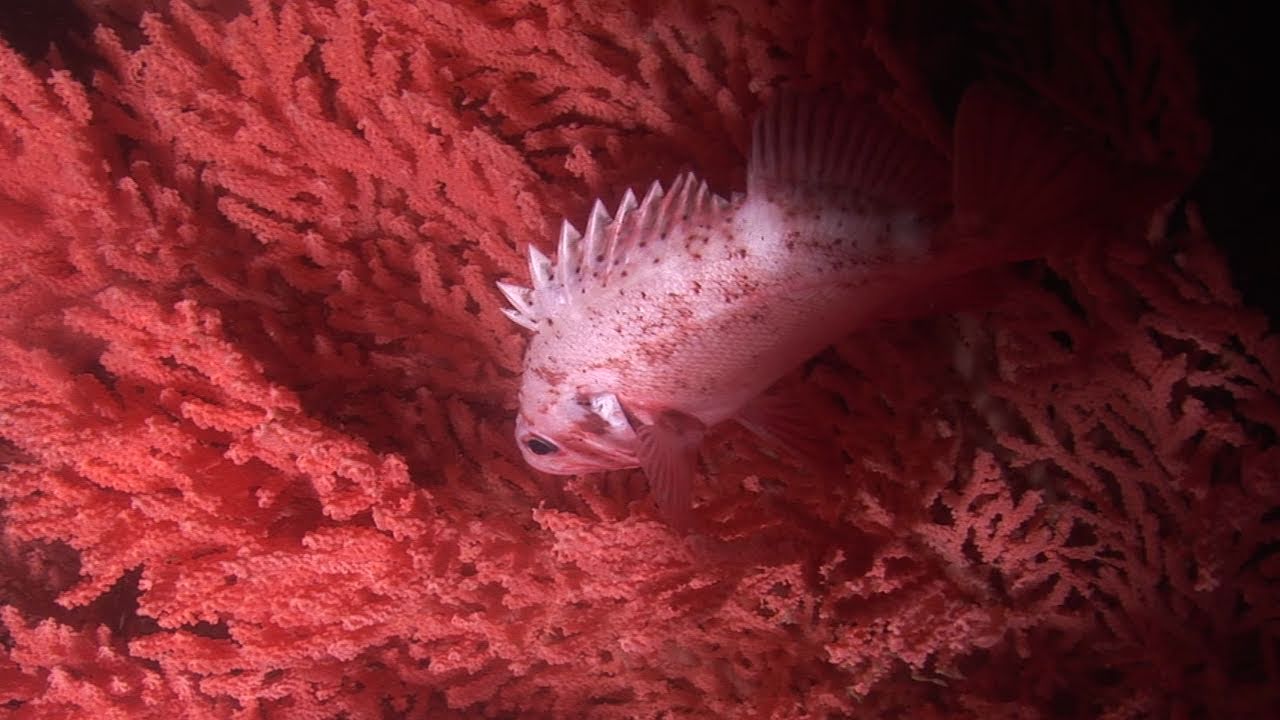 Finding Coral Expedition