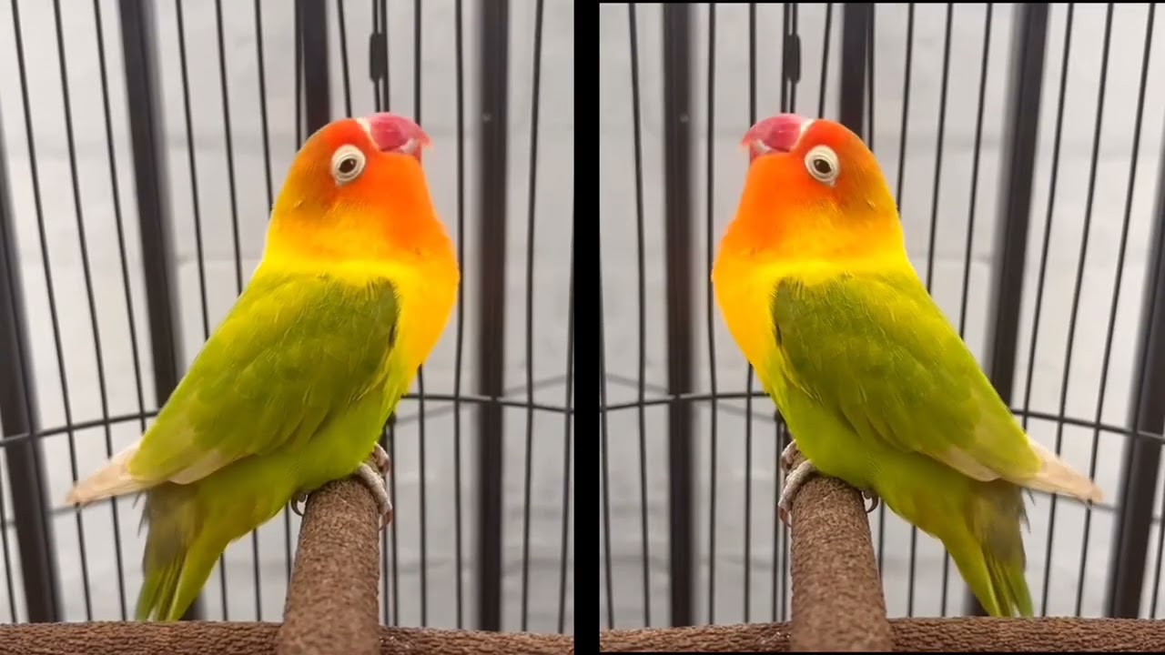 Lovebird pasjo durasi panjang #lovebirds #lovebirdfighter #lovebirdpaud #kicaumania #rikigustama 