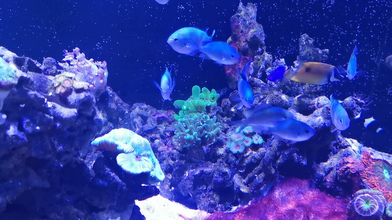 Frogspawn Coral Review