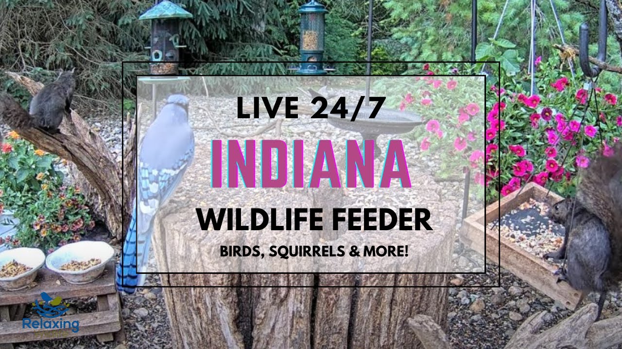 *LIVE* Indiana Bird, Squirrel & Wildlife Feeder Cam