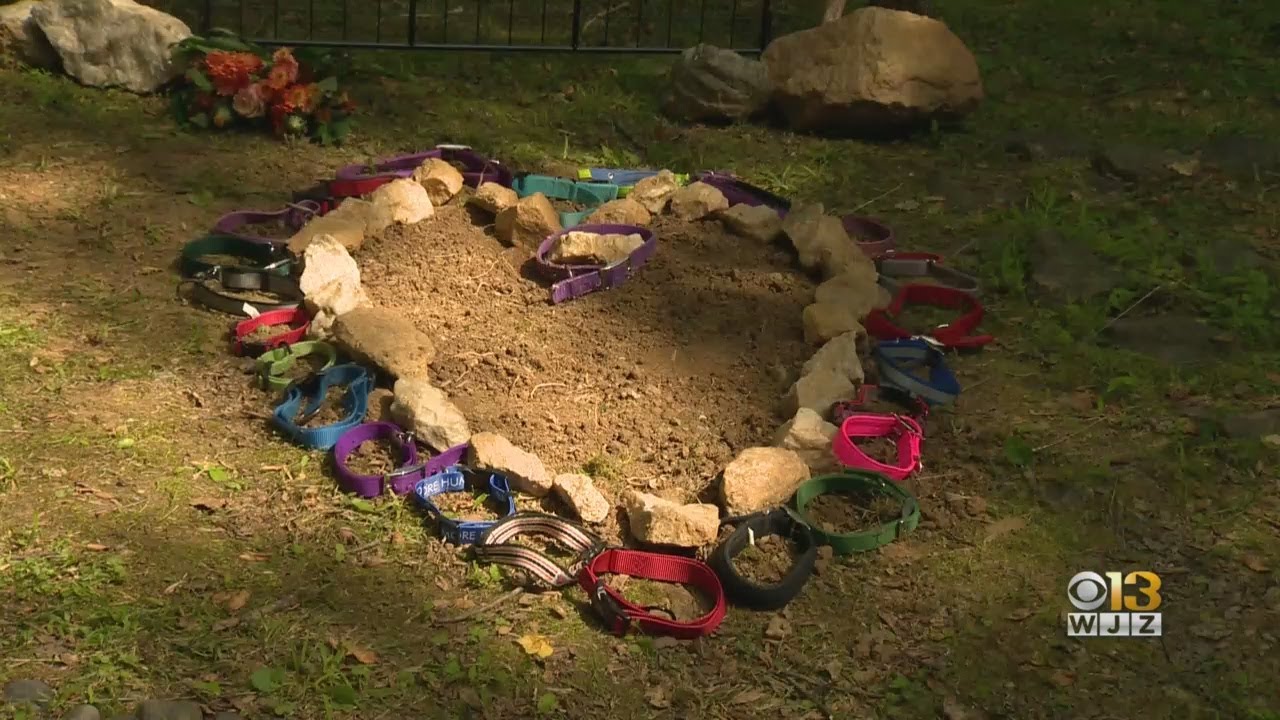 Humane Society Remembers 27 Dogs Found Dead In Carroll County In April With Funeral