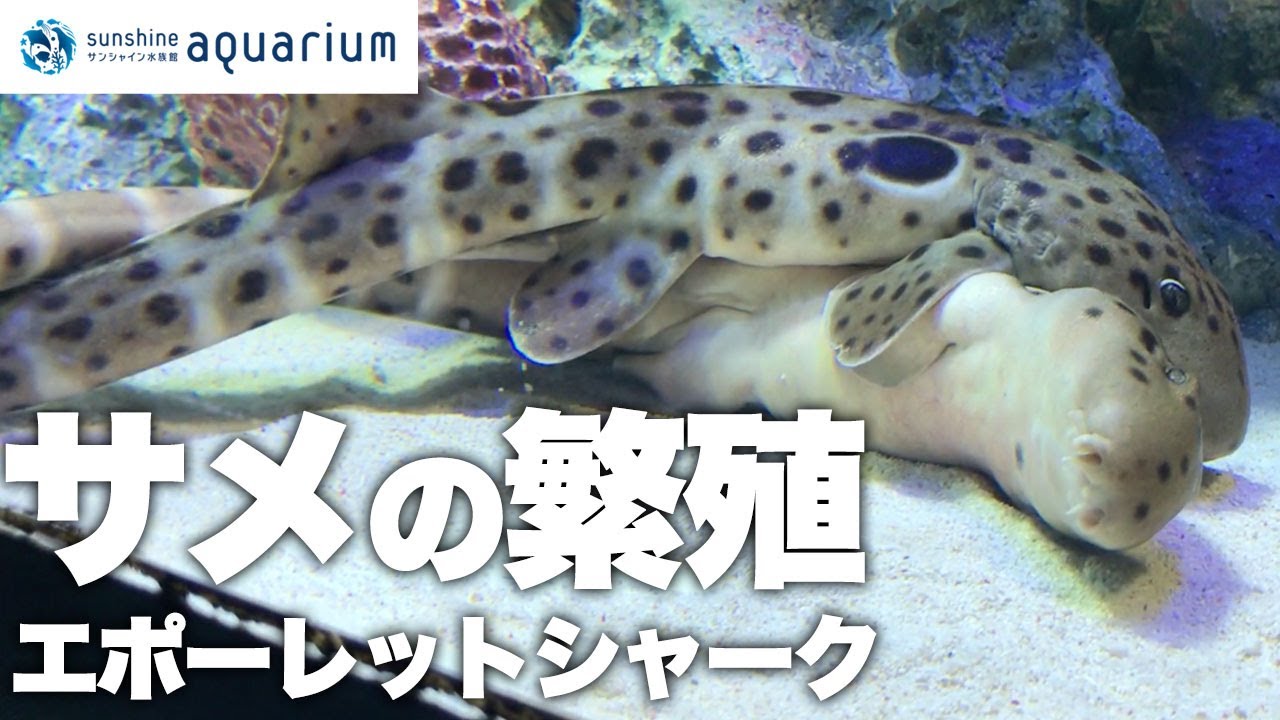 【解説】超貴重！エポーレットシャークの孵化の瞬間！【サンシャイン水族館】