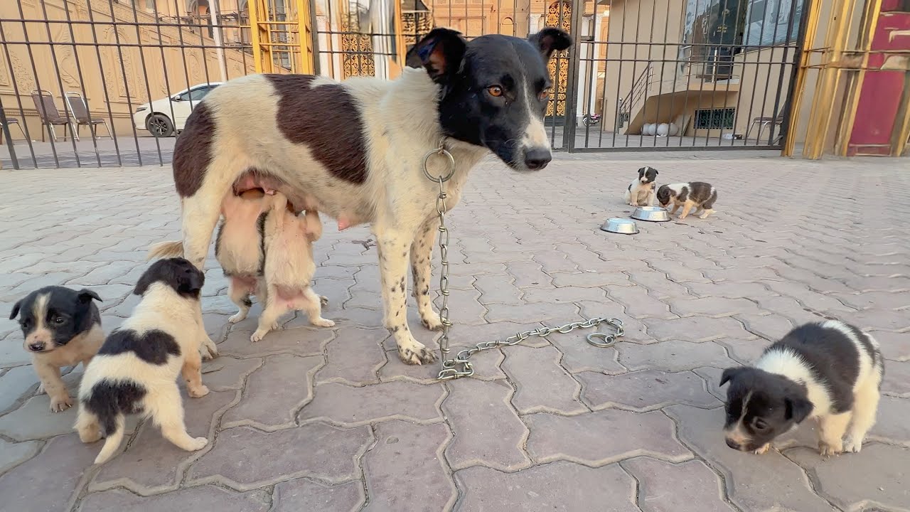 Wedding Guests Walked Past This Mother and 7 Puppies... Until We Arrived