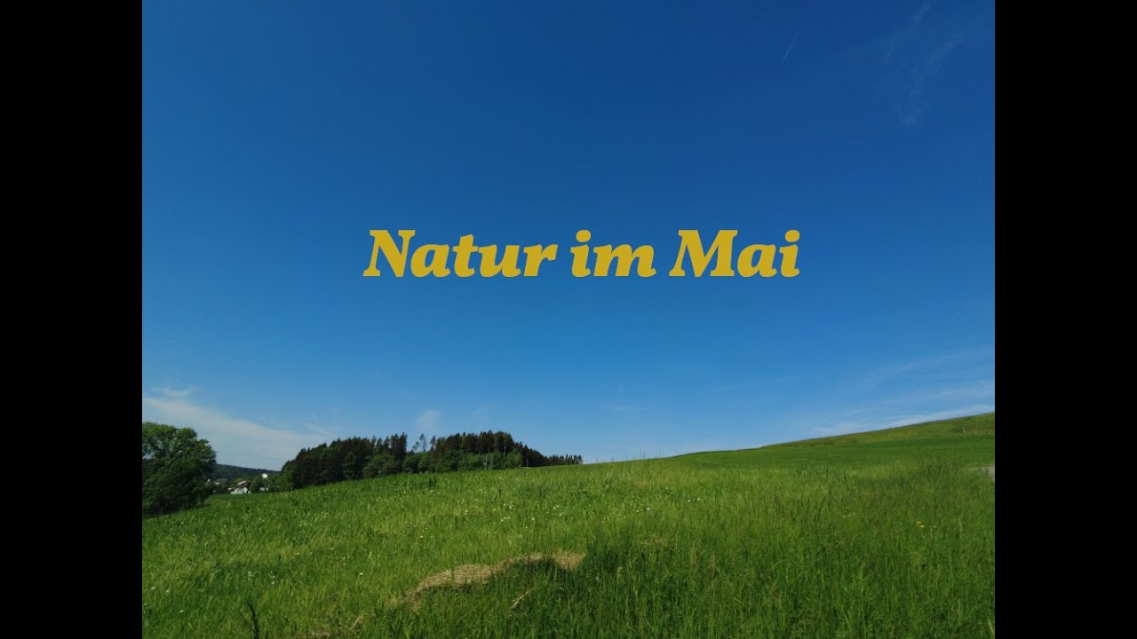 Spaziergang im Mai, Blumen, Gärten, Wiesen