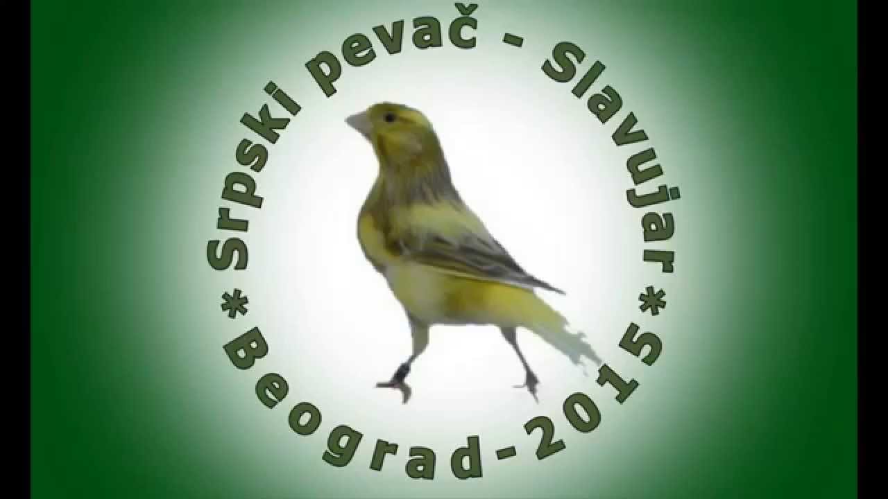 MEĐUNARODNO TAKMIČENJE SRPSKI PEVAČ SLAVUJAR  - DRUŠTVO SLAVUJ 18. 10. 2015