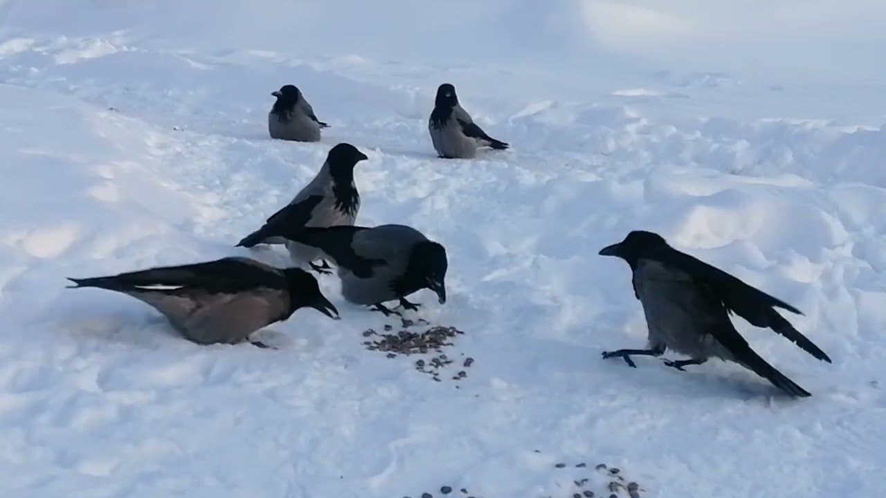 Вороны после самой морозной ночи в году / Hooded crows after the coldest night. No limit treats 